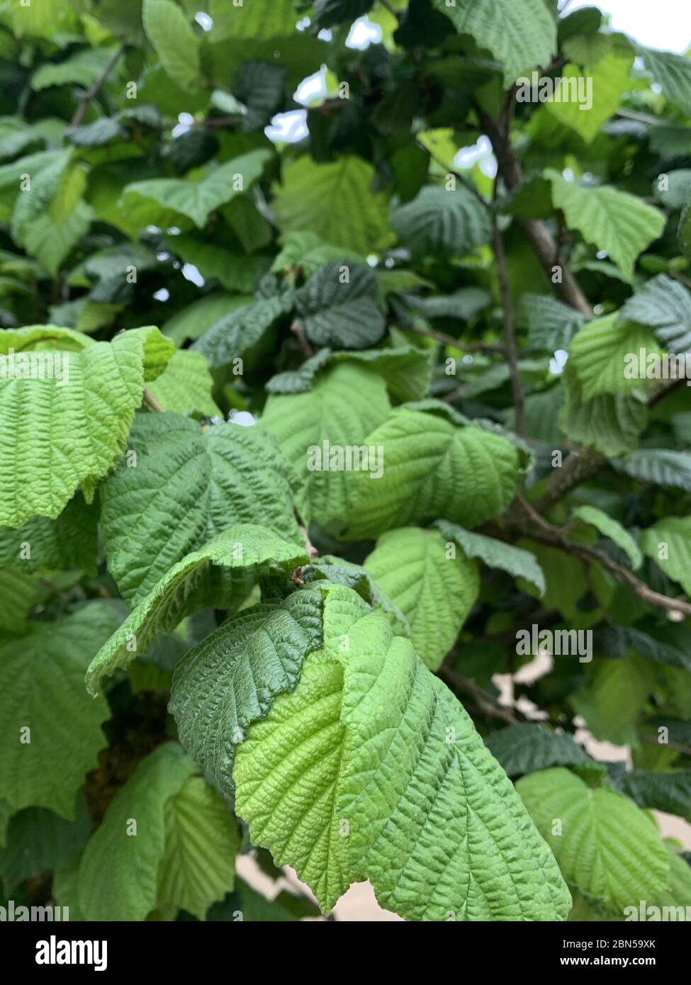 A hazelnut orchard growing in the Willamette Valley of Oregon Stock