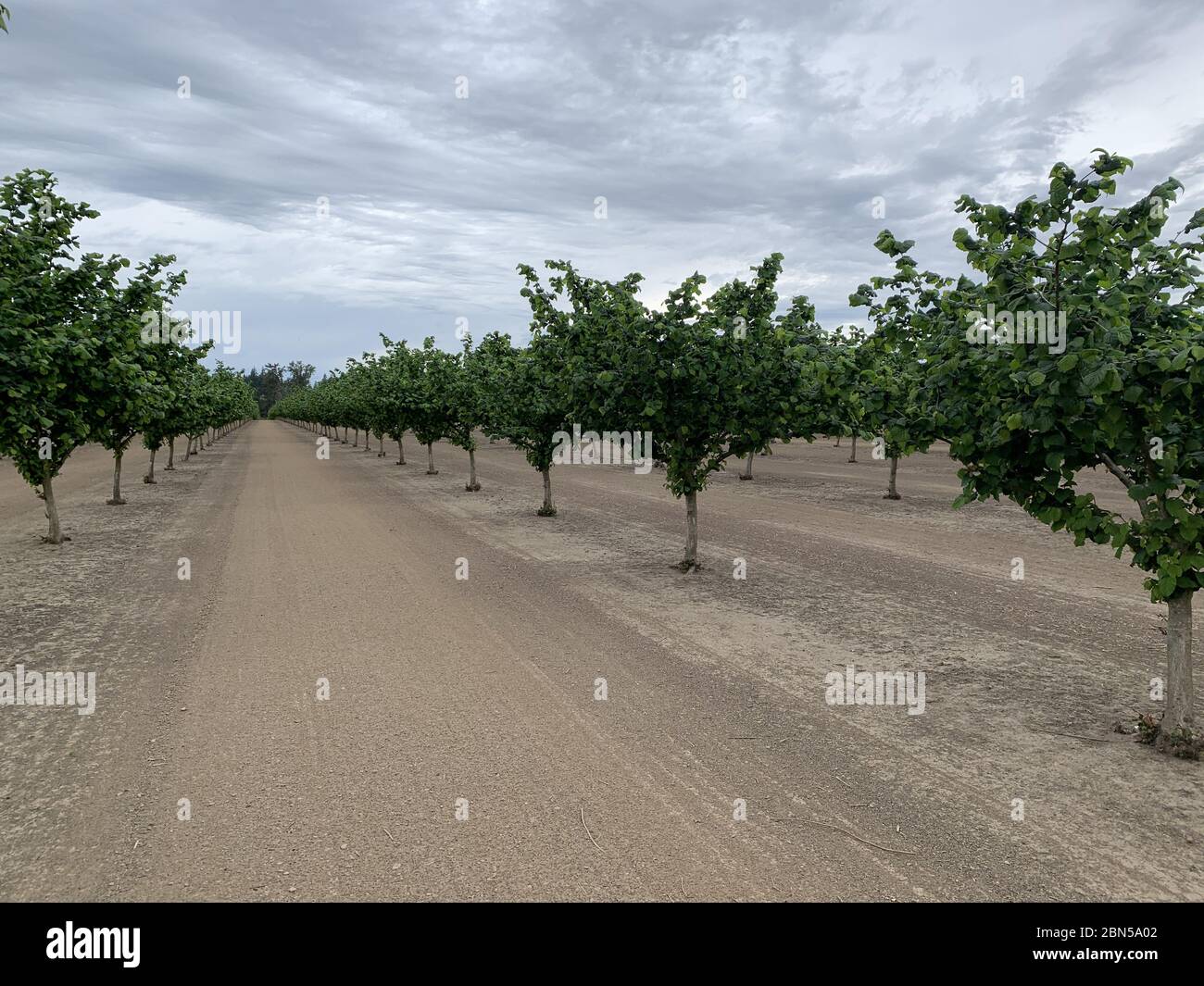 Hazelnut orchard in spring hi-res stock photography and images - Alamy