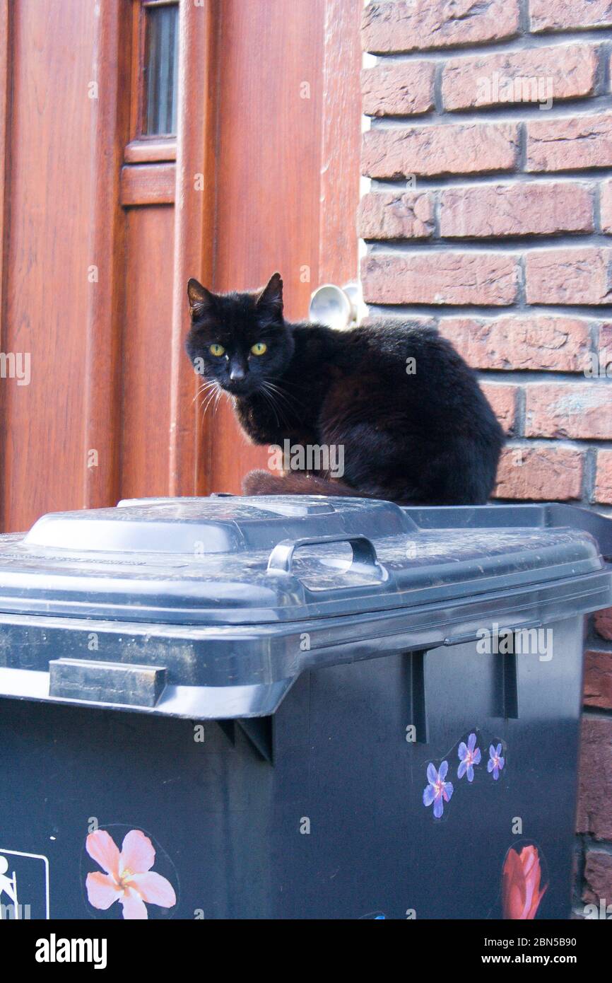 Cat on a Garbage Can Stock Photo Alamy