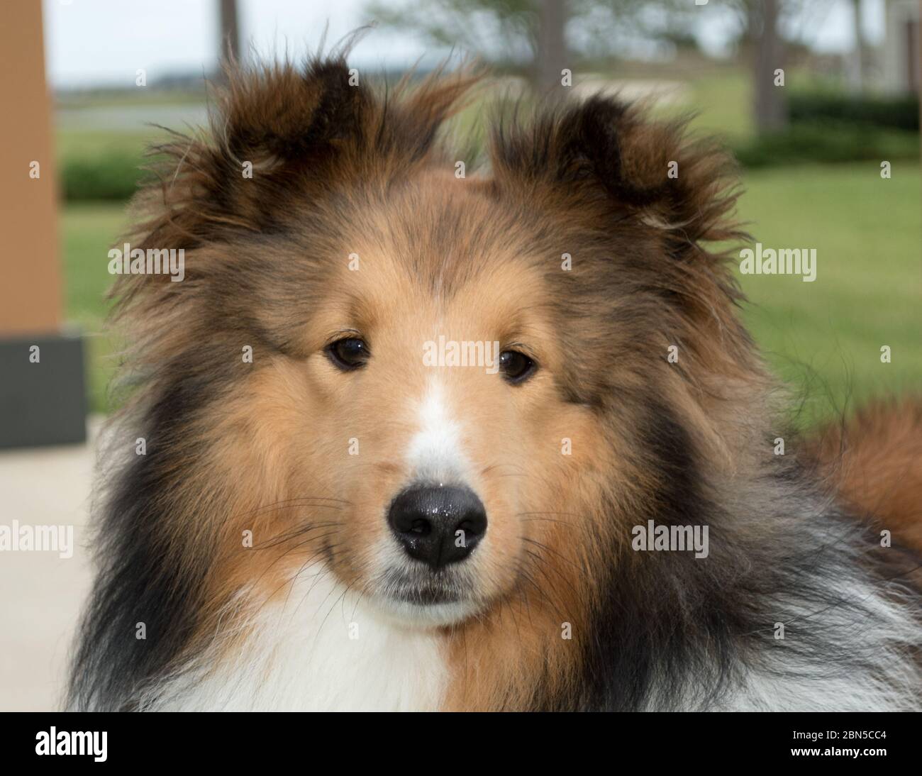 Close up of the friendly face of a young adult Shetland Sheepdog, a breed of herding dog often referred to as a sheltie or collie Stock Photo