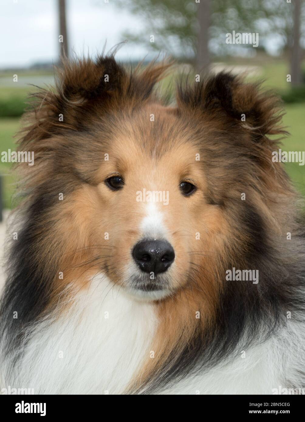Close up of the friendly face of a young adult Shetland Sheepdog, a breed of herding dog often referred to as a sheltie or collie Stock Photo