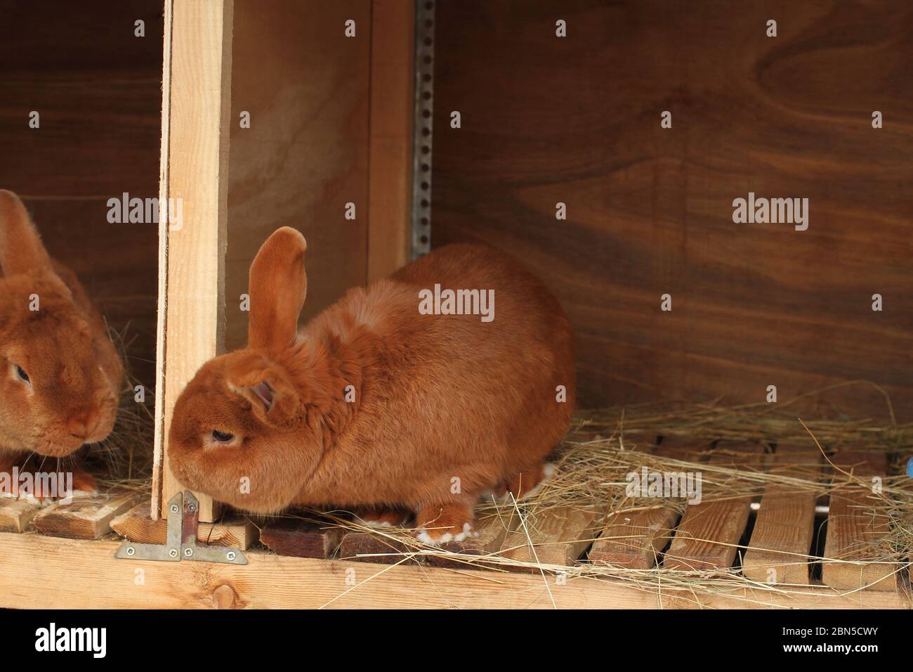 New Zealand purebred red rabbits in a cage Stock Photo Alamy