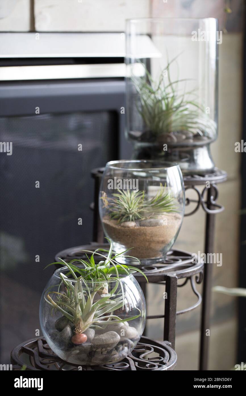Tillandsia air plants in a row in decorative glass containers Stock