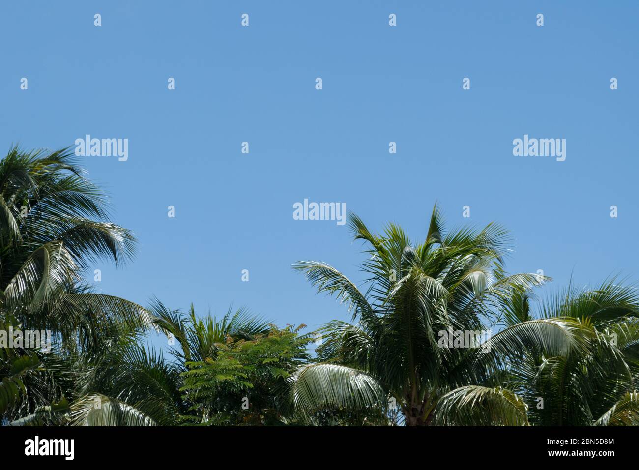 Palm trees sway in the breeze under a bright blue clear sky in the Caribbean Stock Photo