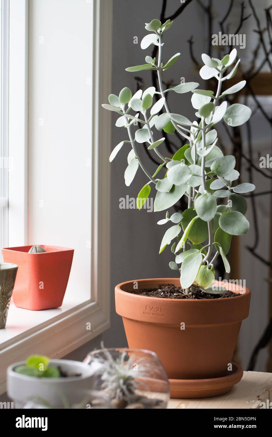 Kalanchoe hildebrandtii - silver teaspoons houseplant. Stock Photo