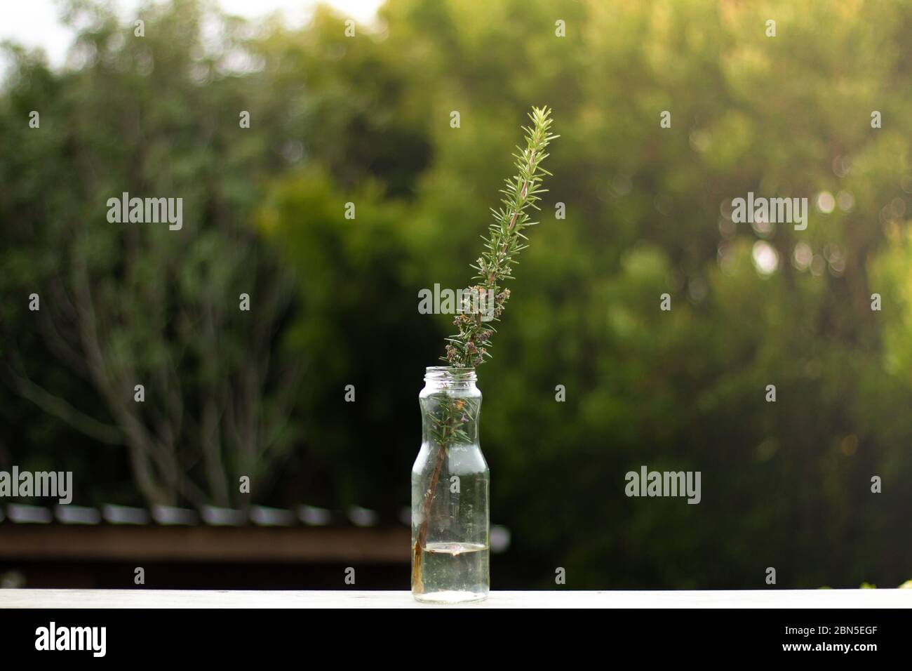 Rosemary in a glass container Stock Photo Alamy