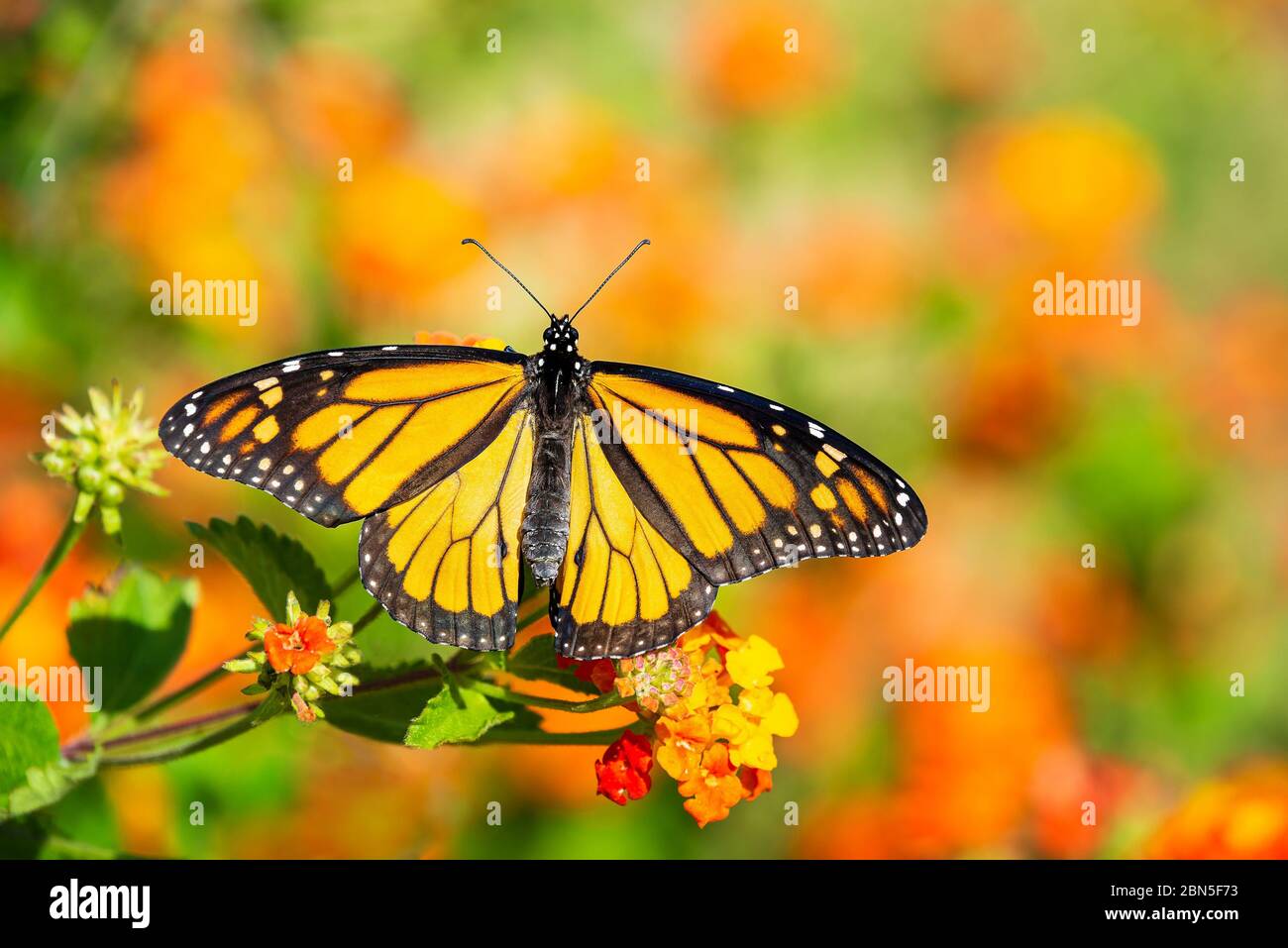 Monarch butterfly (Danaus plexippus) on lantana flowers during the