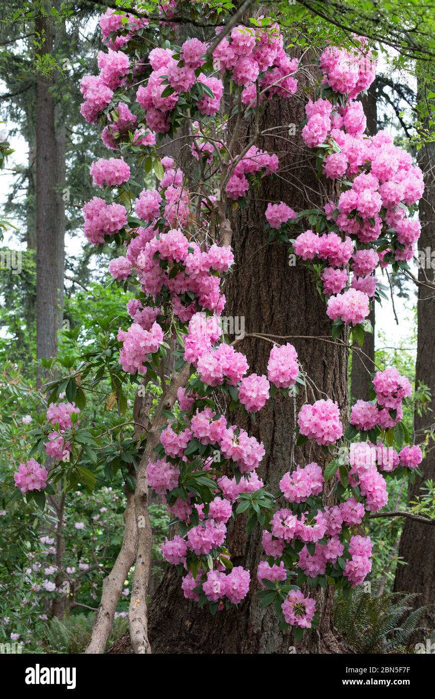 taxus baccata 40 50 Eibe Taxus baccata 50-70 cm main image 1