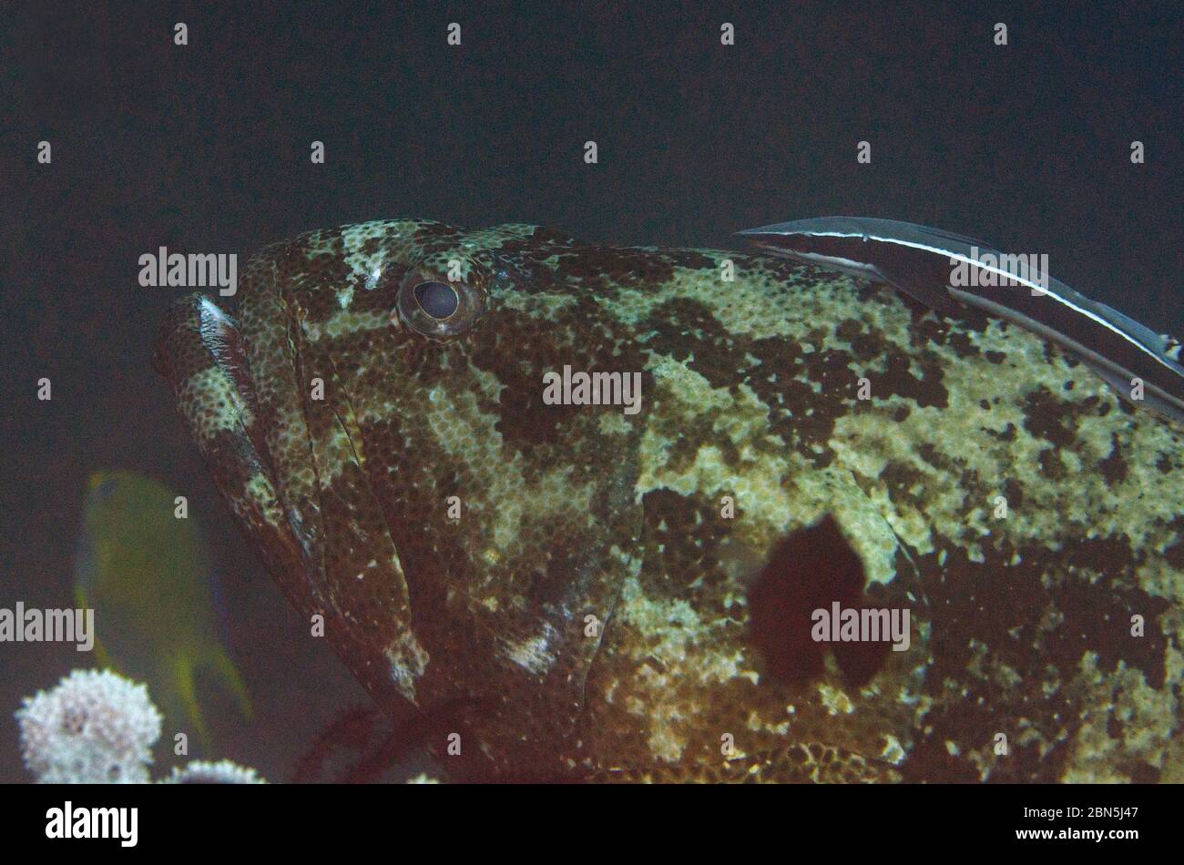 Brown-Marbled Grouper, Epinephelus fuscoguttatus, with Slender Suckerfish, Echeneis naucrates, Palong-palong dive site Stock Photo