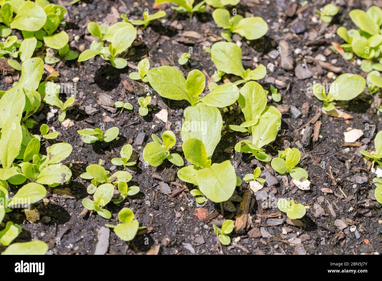 Fresh white Radish leaves organic growing field plant - Image Stock Photo