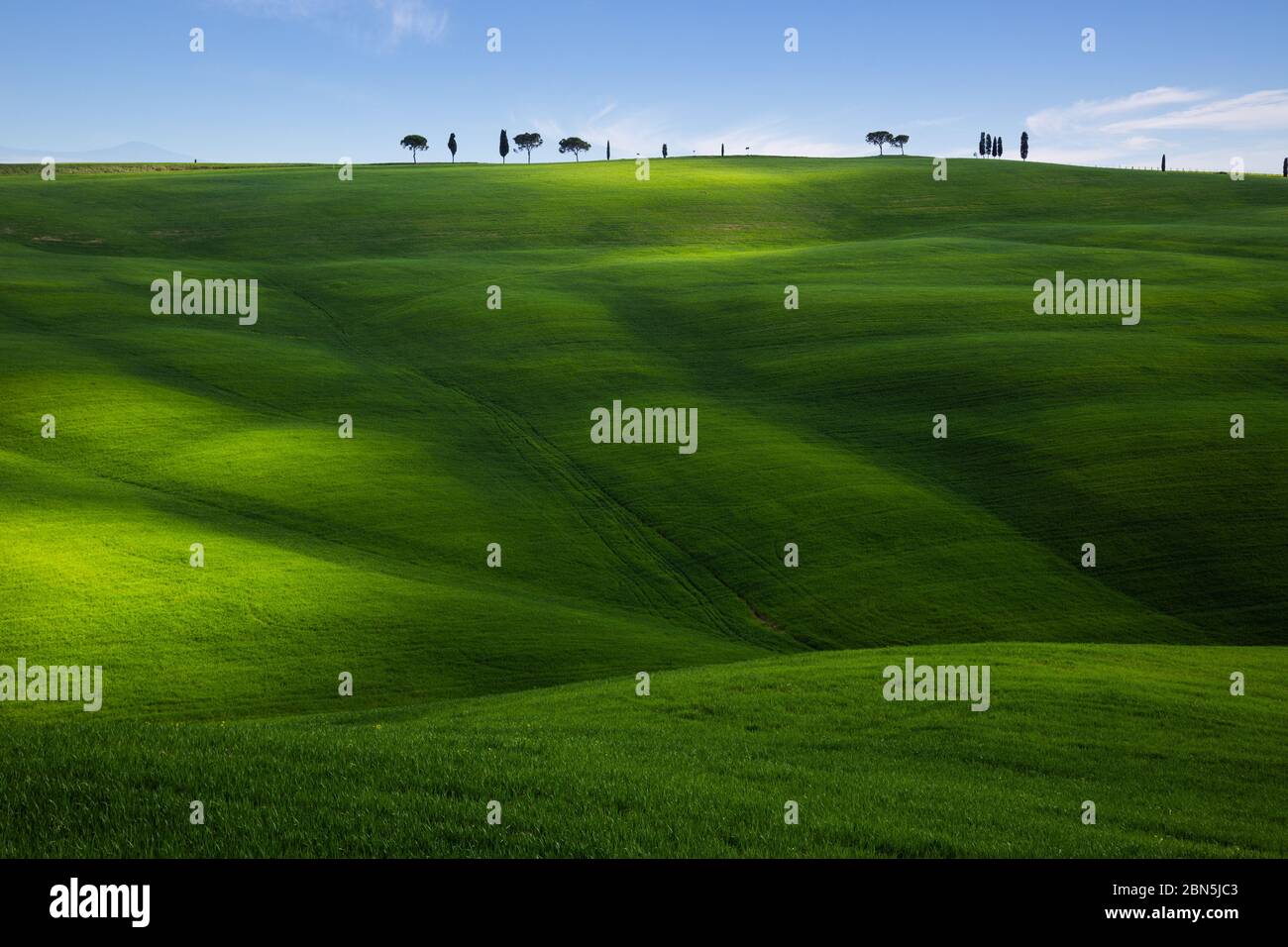 Green hillside field with long shadows in Tuscany, Italy Stock Photo