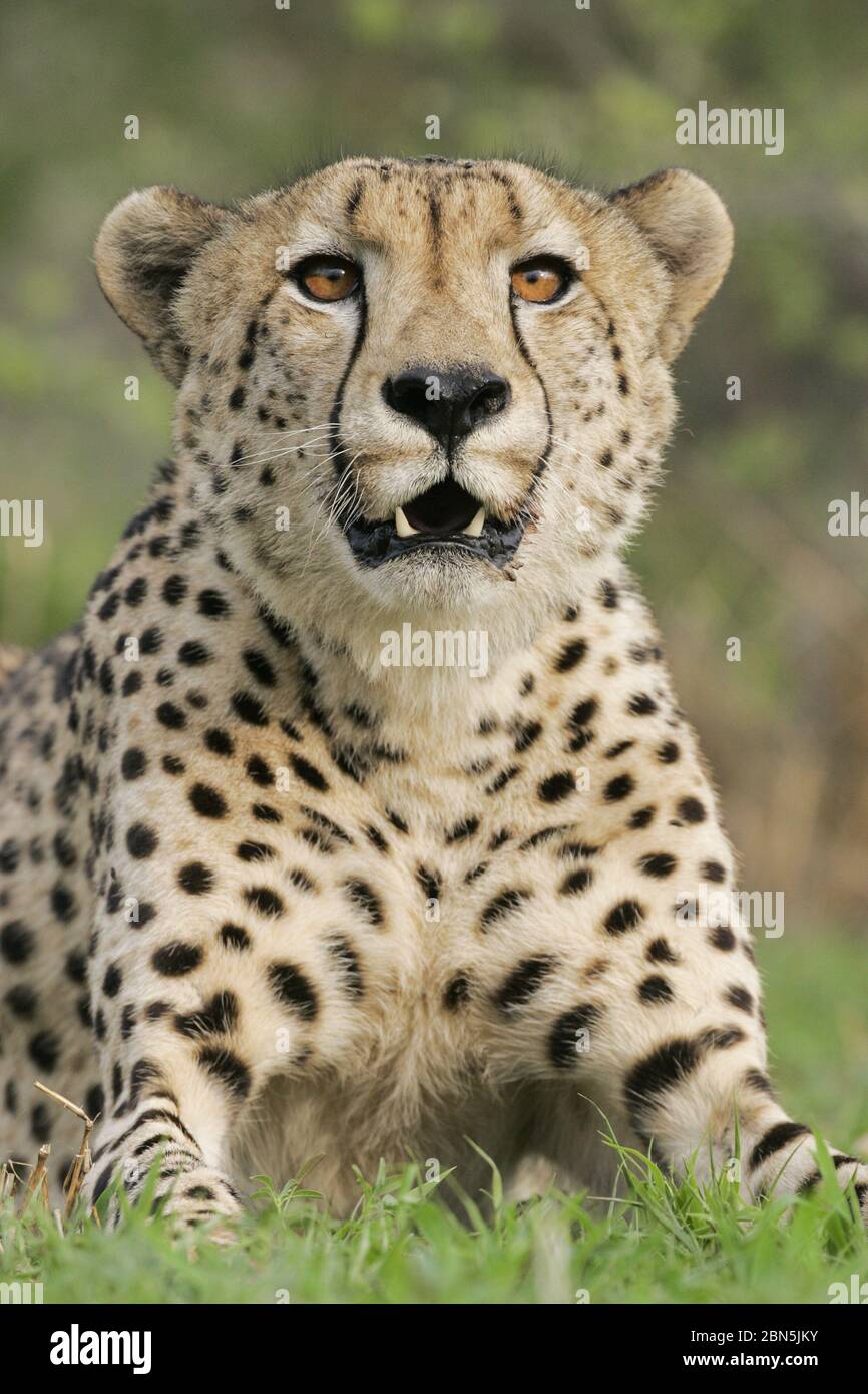 Portrait of one large alert adult male Cheetah Kruger National Park South Africa Stock Photo