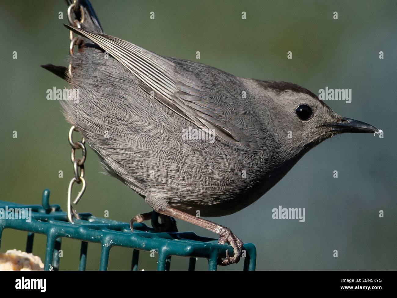 Catbird on a suet feeder Stock Photo Alamy