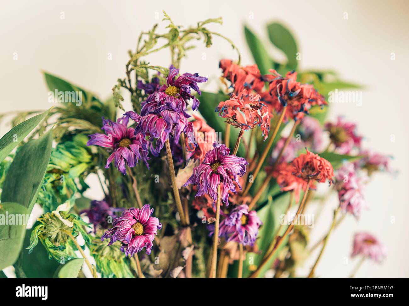 Withered flowers death end hi-res stock photography and images - Alamy