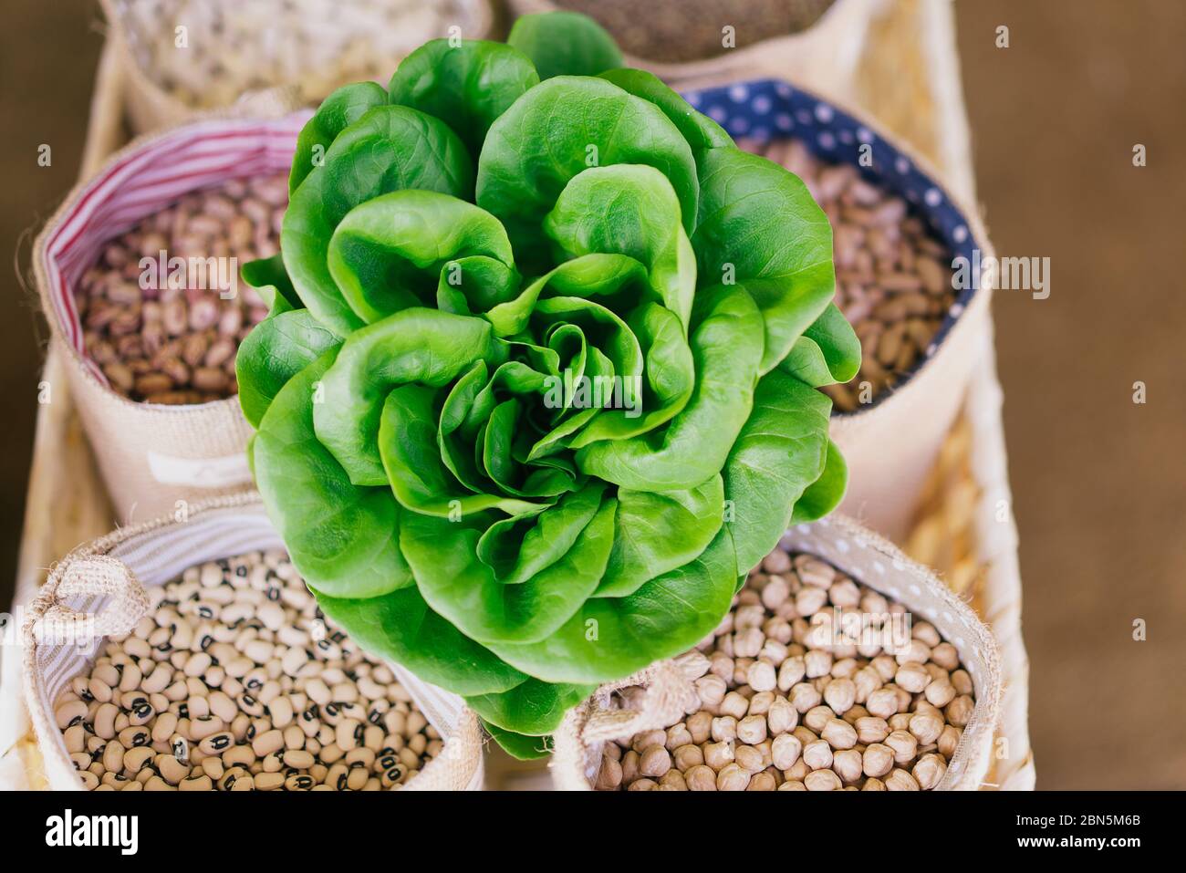 Aerial view of green butter lettuce vegetable with seeds Stock Photo