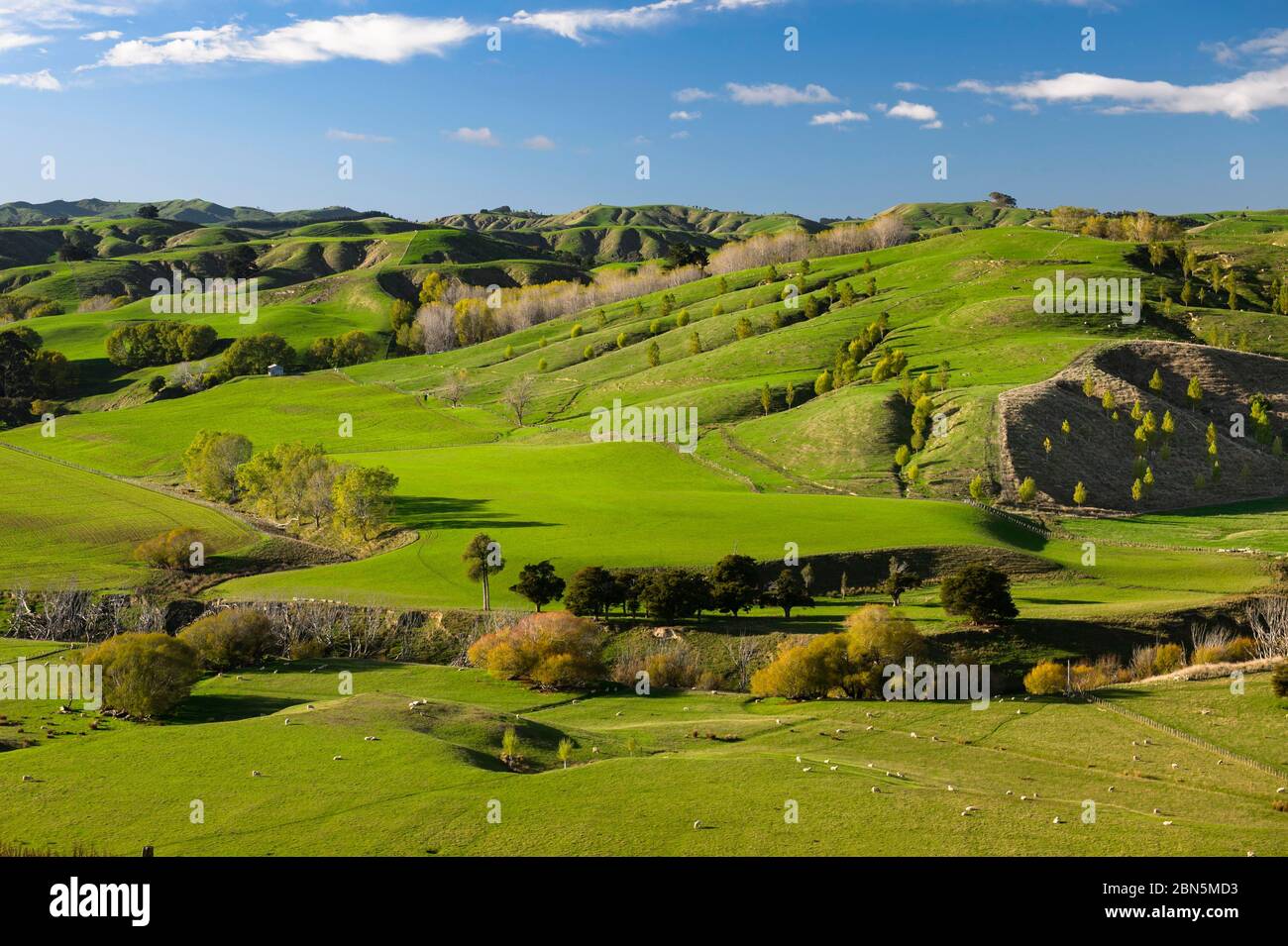 Green hilly pasture land, sheep grazing under a blue sky, Karapiro, Matamata, Waikato, North Island, New Zealand Stock Photo