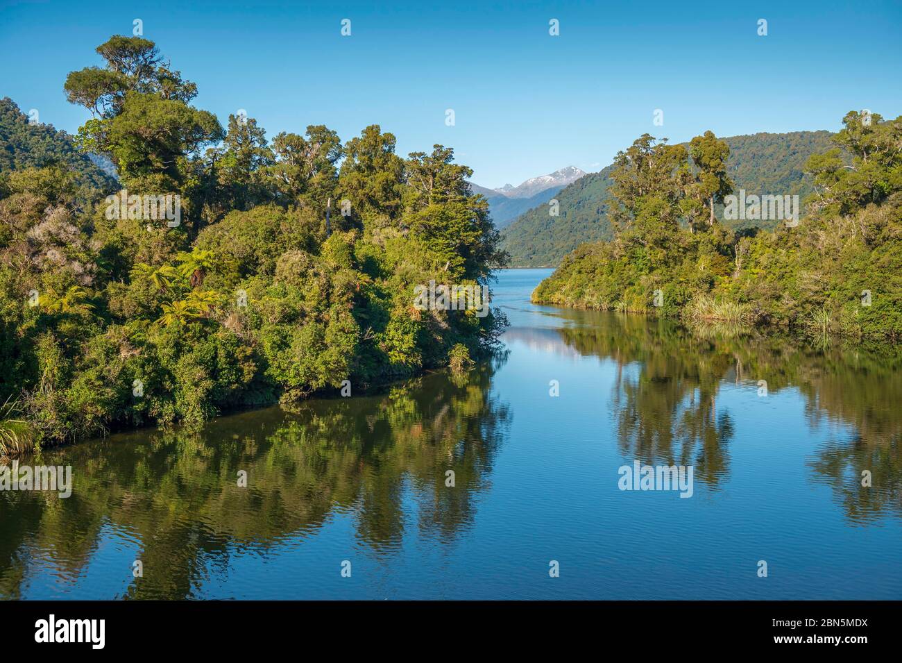 Rimu (Dacrydium cupressinum) and tree ferns in the temperate rainforest dam banks of the Moeraki River under blue skies, near Whataroa, West Coast Stock Photo