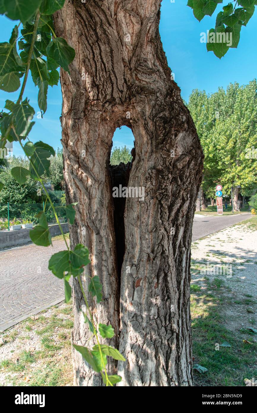 A close up of a tree with a hole in the middle, surrounded by other ...