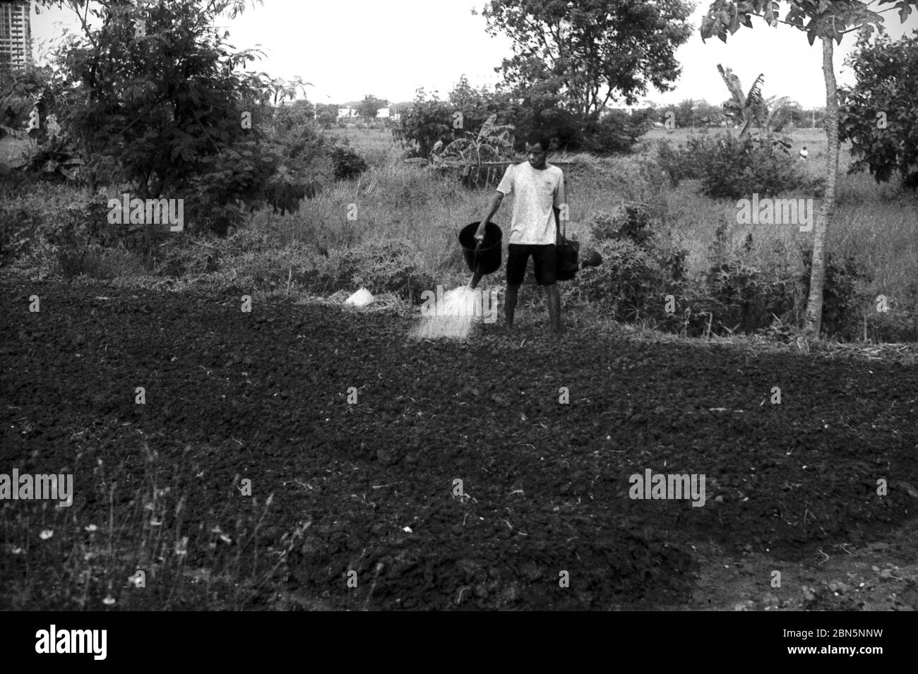 Farmer watering vegetable plants at an agricultural field in West Kelapa Gading Area in North Jakarta, Special Capital Region of Jakarta, Indonesia. Archival photo. Stock Photo