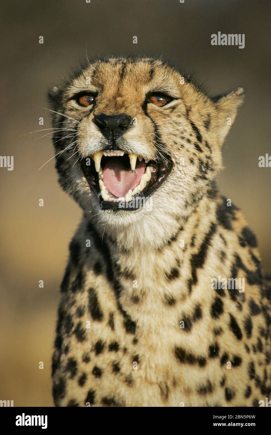 Rare adult female King Cheetah showing aggression by snarling South