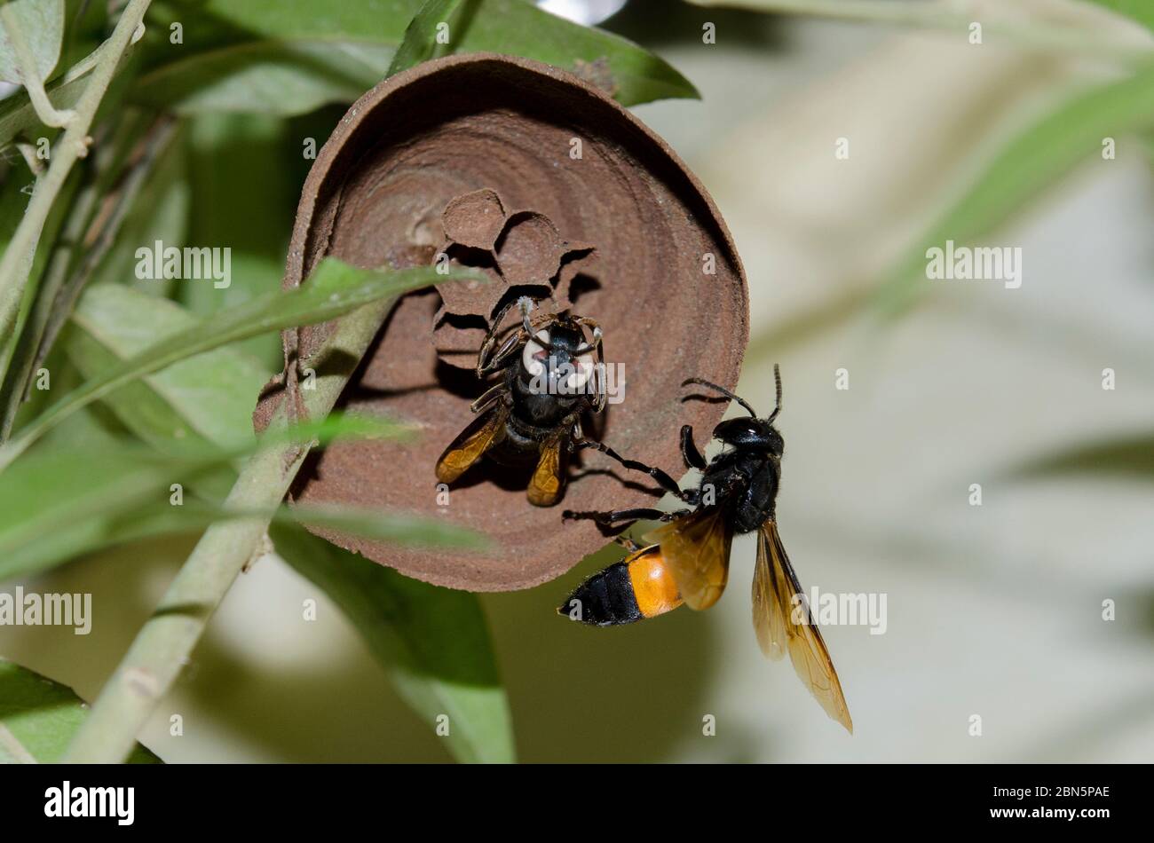 Lesser Banded Hornet, Vespa affinis, investigating abandoned nest with dead hornet with white eyes, Klungkung, Bali, Indonesia Stock Photo