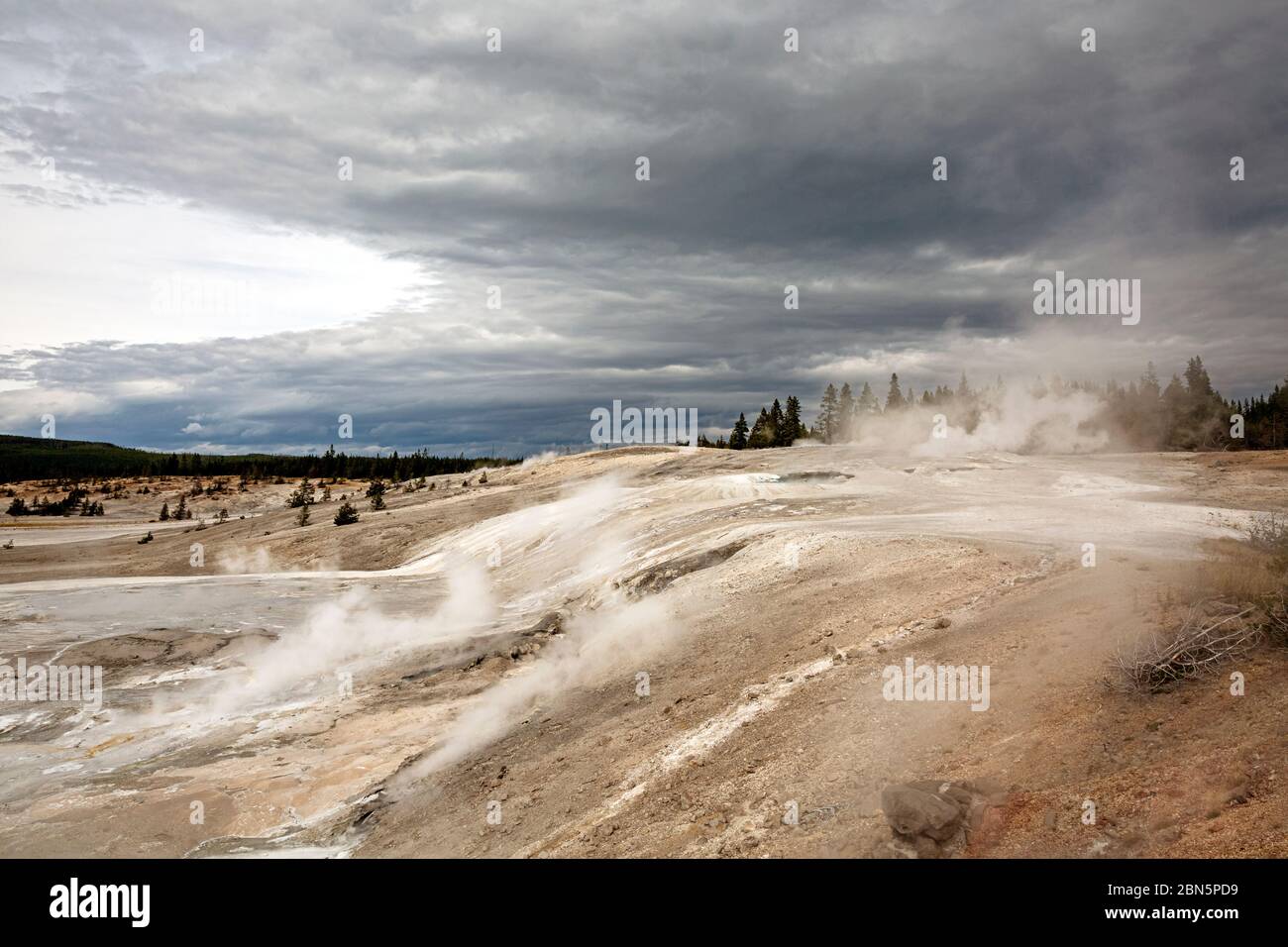 WY04272-00...WYOMING - Steaming Porcelain Springs at Norris Geyser Basin in Yellowstone National Park/ Stock Photo