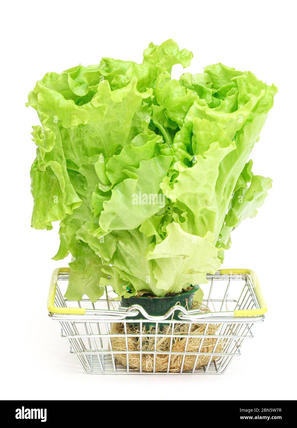 Fresh green salad in a small metal shopping basket on a white background. Food, shopping at the store, supermarkets, farm. Stock Photo