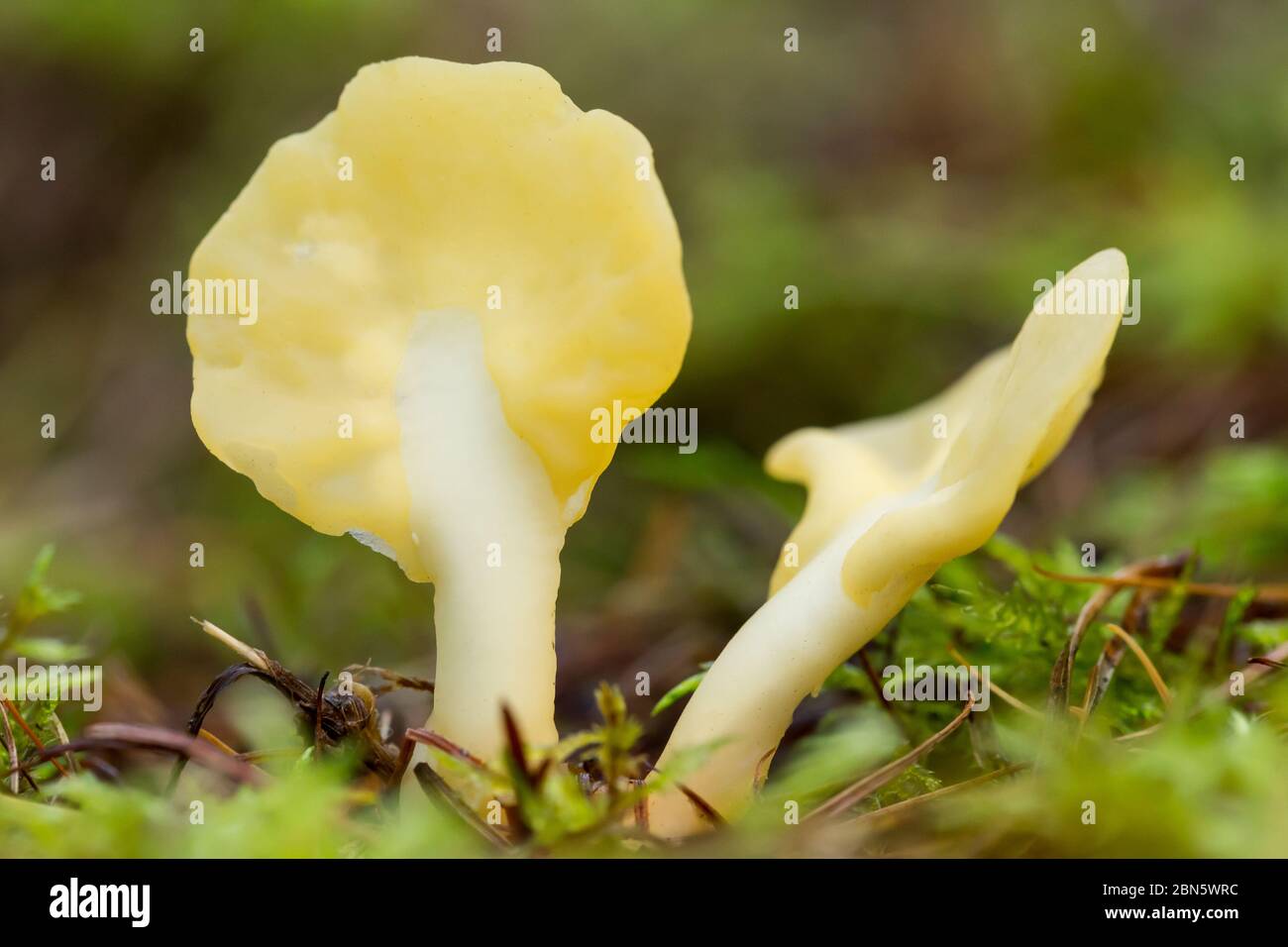 Yellow earth tongue Stock Photo