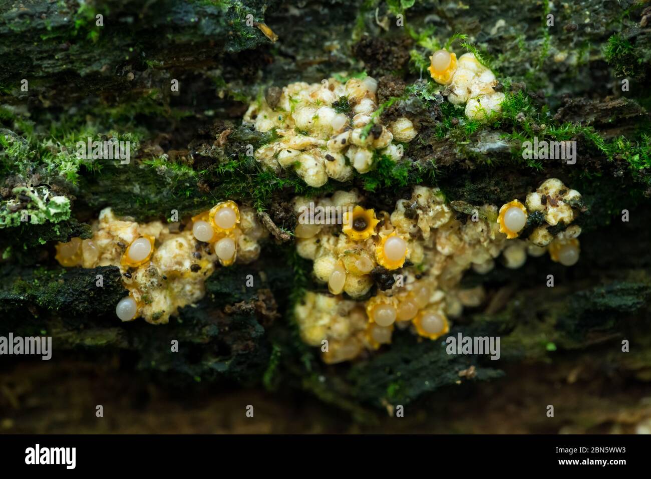 Shotgun fungi Stock Photo