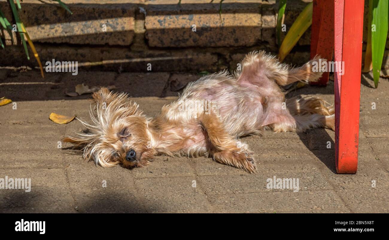 When A Dog Sleeps On Its Back