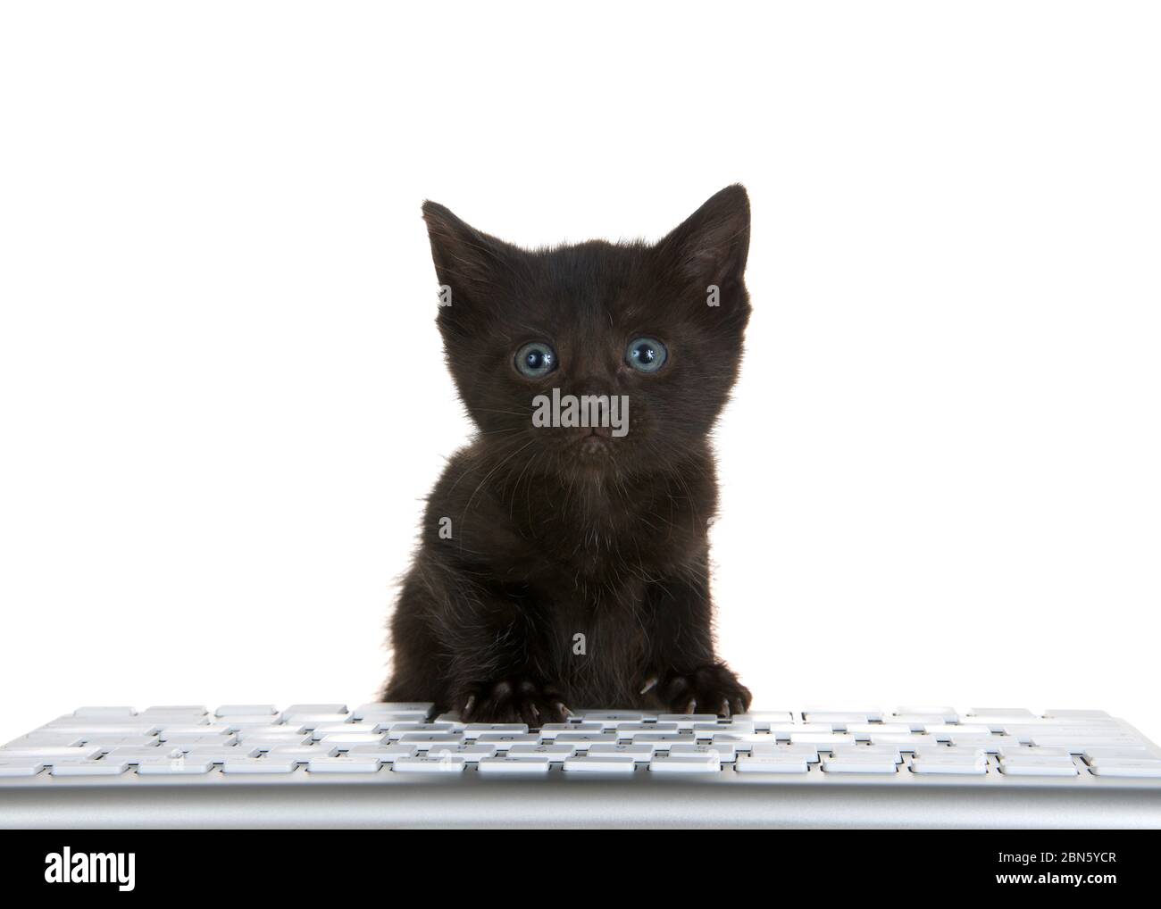 adorable tiny black kitten with blue eyes peaking over a computer keyboard isolated on white background, looking directly at viewer with perplexed exp Stock Photo