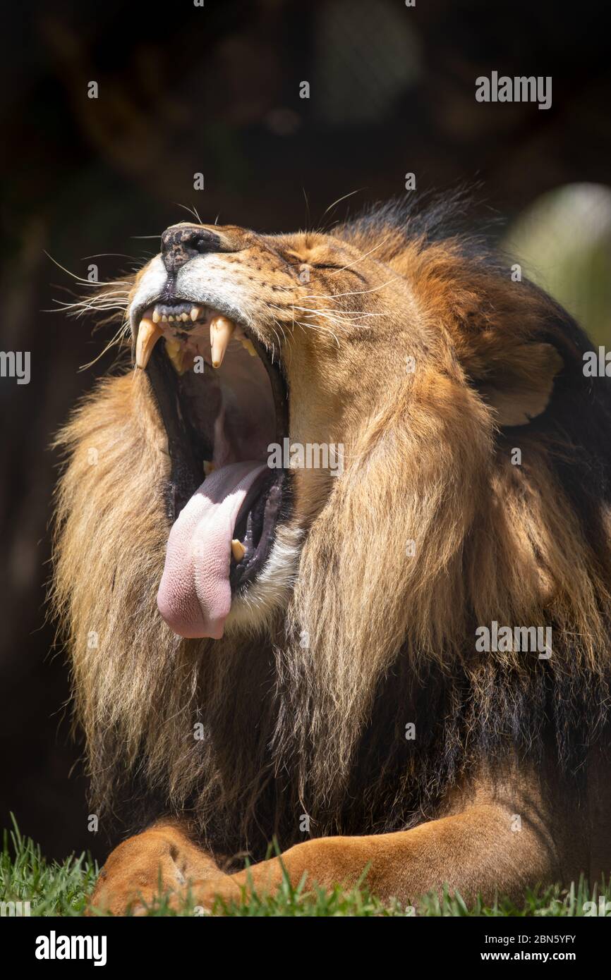 Lions huge yawn showing his teeth and rough tongue Stock Photo - Alamy