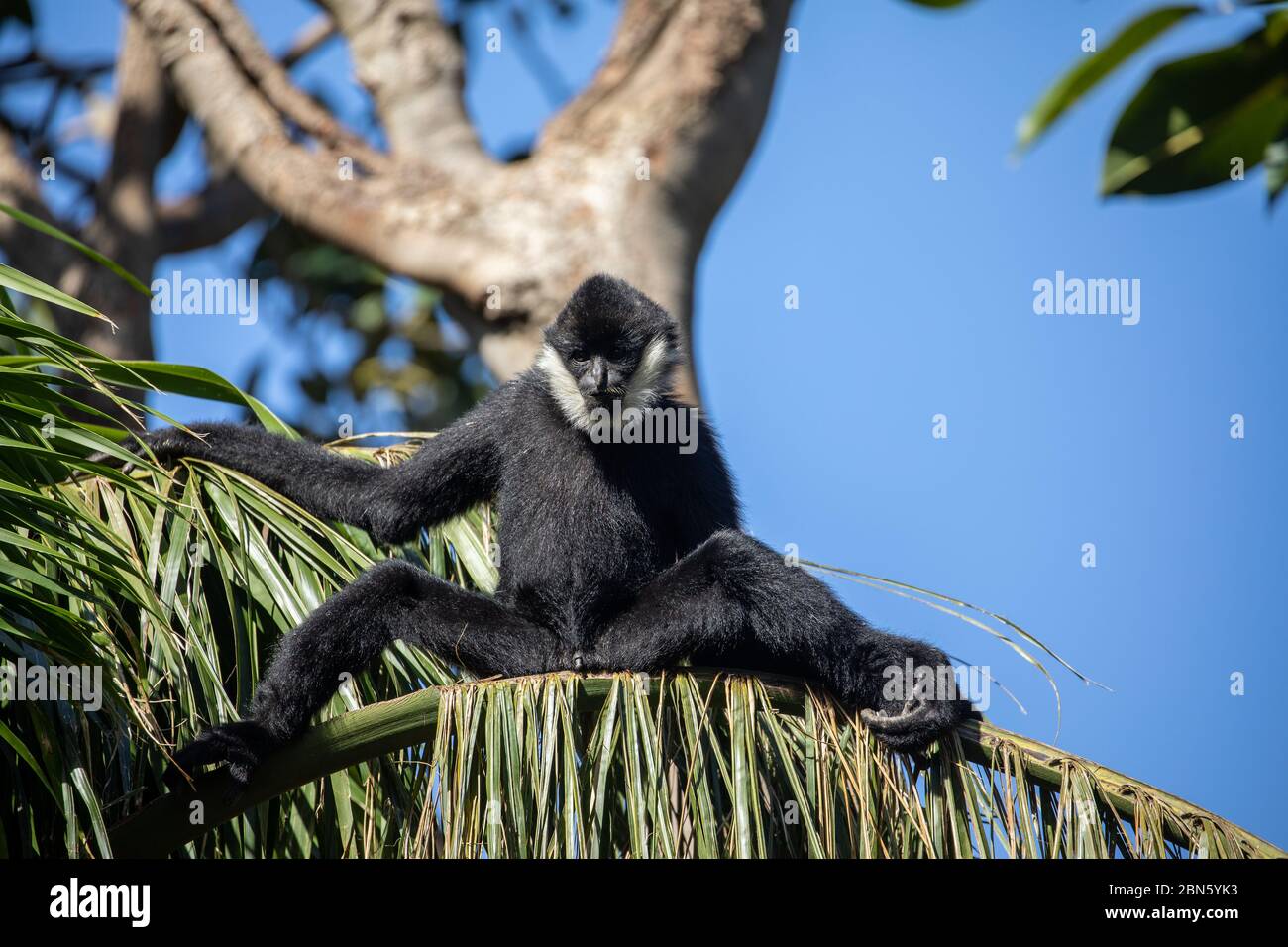 White Cheeked Gibbon in a tree top Stock Photo