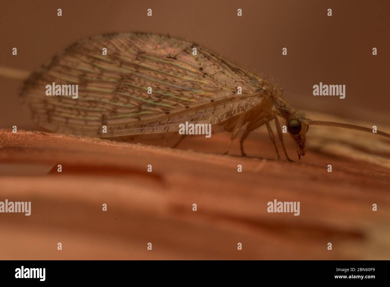 A brown lacewing (Hemerobius species) from a garden in Berkeley, California. These insects are useful to have around as they eat pests. Stock Photo