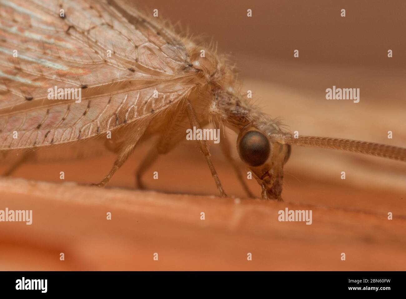 A brown lacewing (Hemerobius species) from a garden in Berkeley, California. These insects are useful to have around as they eat pests. Stock Photo