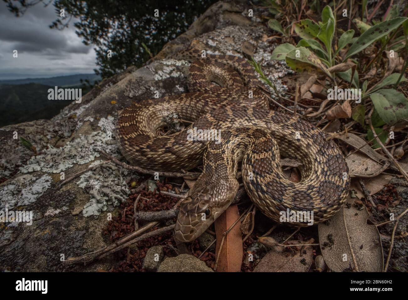 The most common snake in much of the west coast, a western gopher snake (Pituophis catenifer). Stock Photo