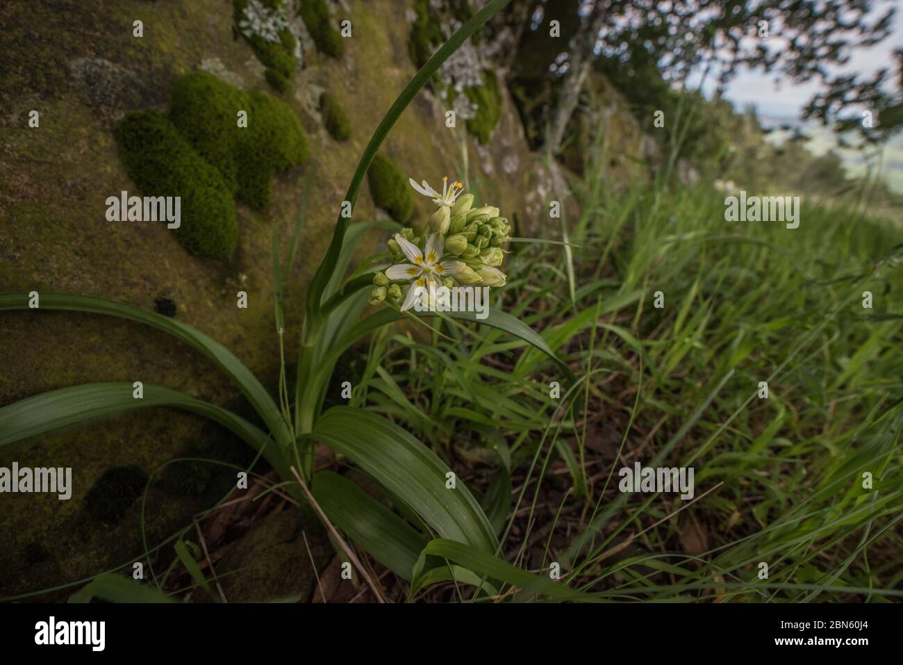 Toxicoscordion fremontii, called the common star lily or Fremont's deathcamas is a flower endemic to the west coast of the USA. Stock Photo