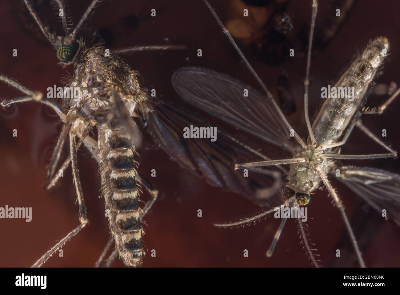 Female Culicidae mosquito from Berkeley, California, USA. Stock Photo