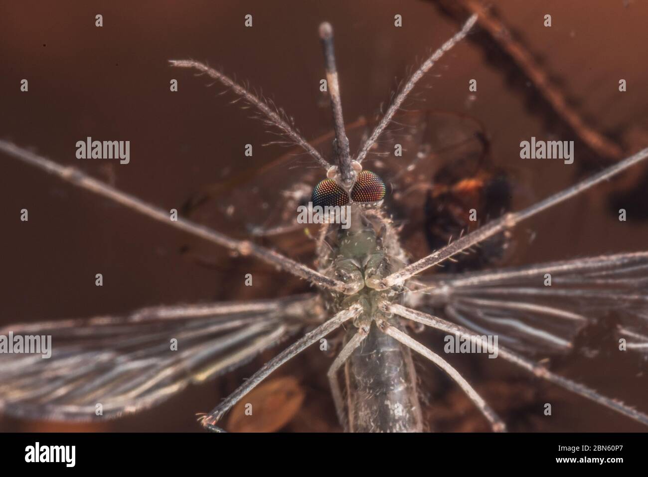 Female Culicidae mosquito from Berkeley, California, USA. Stock Photo