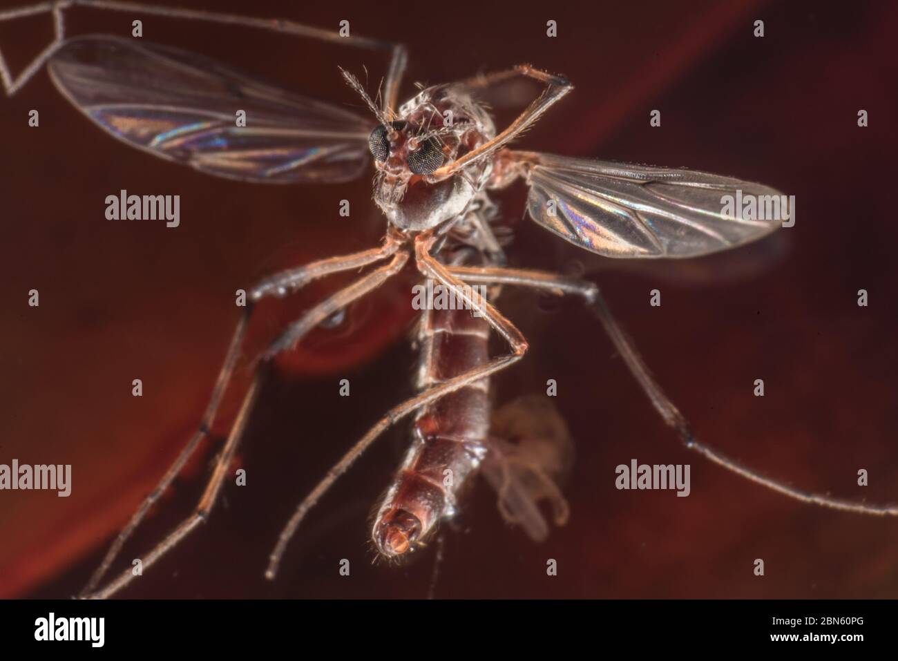 An ultra macro photo of a midge from Berkeley, California on the west coast. Stock Photo