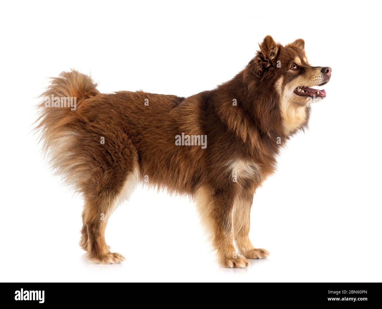 Finnish Lapphund in front of white background Stock Photo - Alamy