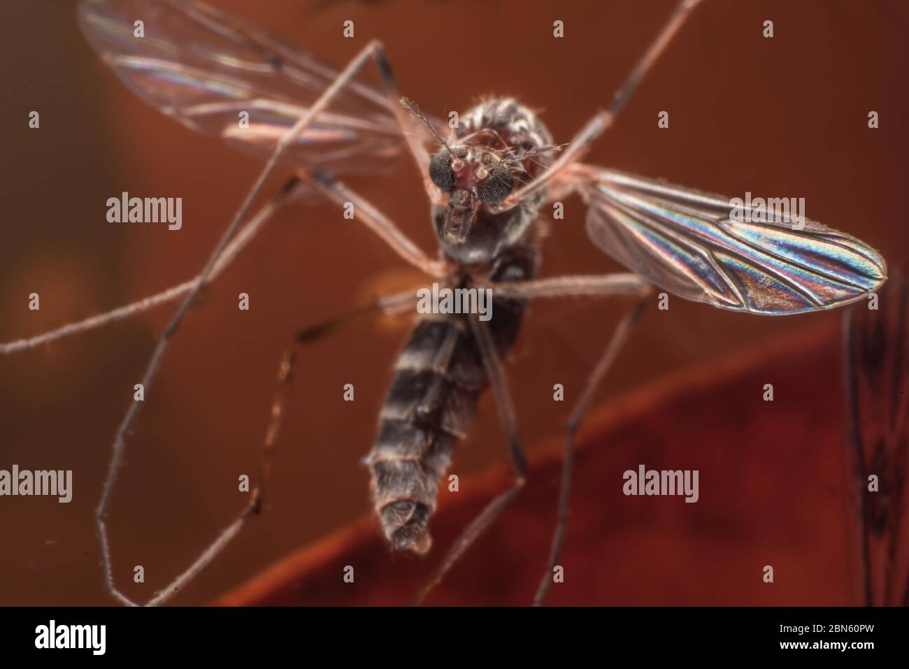 An ultra macro photo of a midge from Berkeley, California on the west coast. Stock Photo