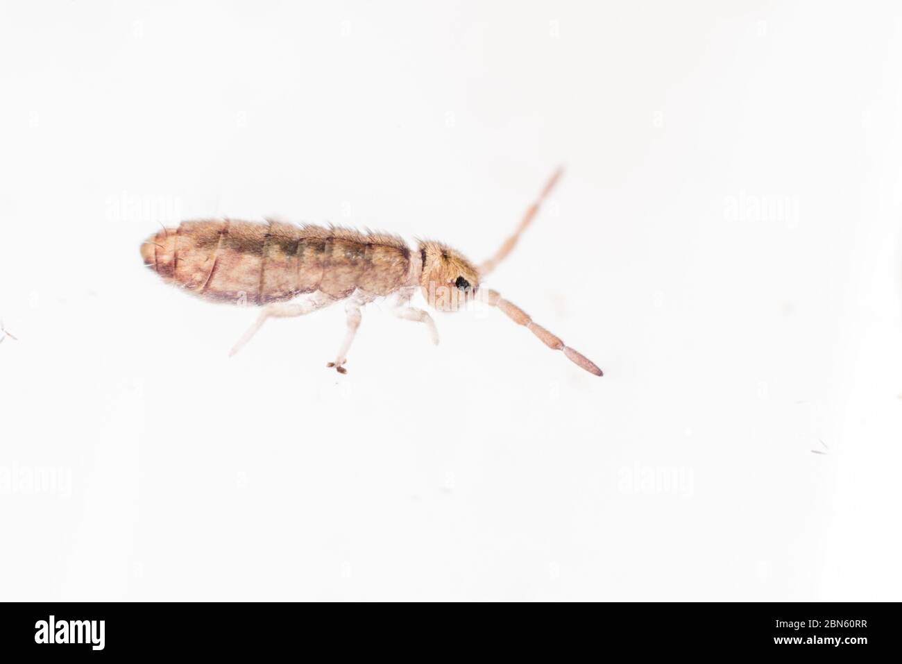 A tiny elongate bodied springtail from a garden in Berkeley, California. These little insects are ubiquitous but often overlooked. Stock Photo