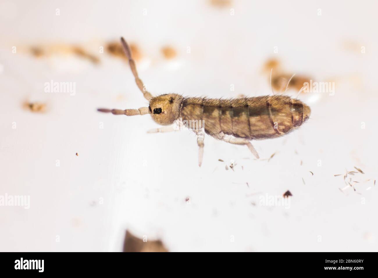 A tiny elongate bodied springtail from a garden in Berkeley, California. These little insects are ubiquitous but often overlooked. Stock Photo