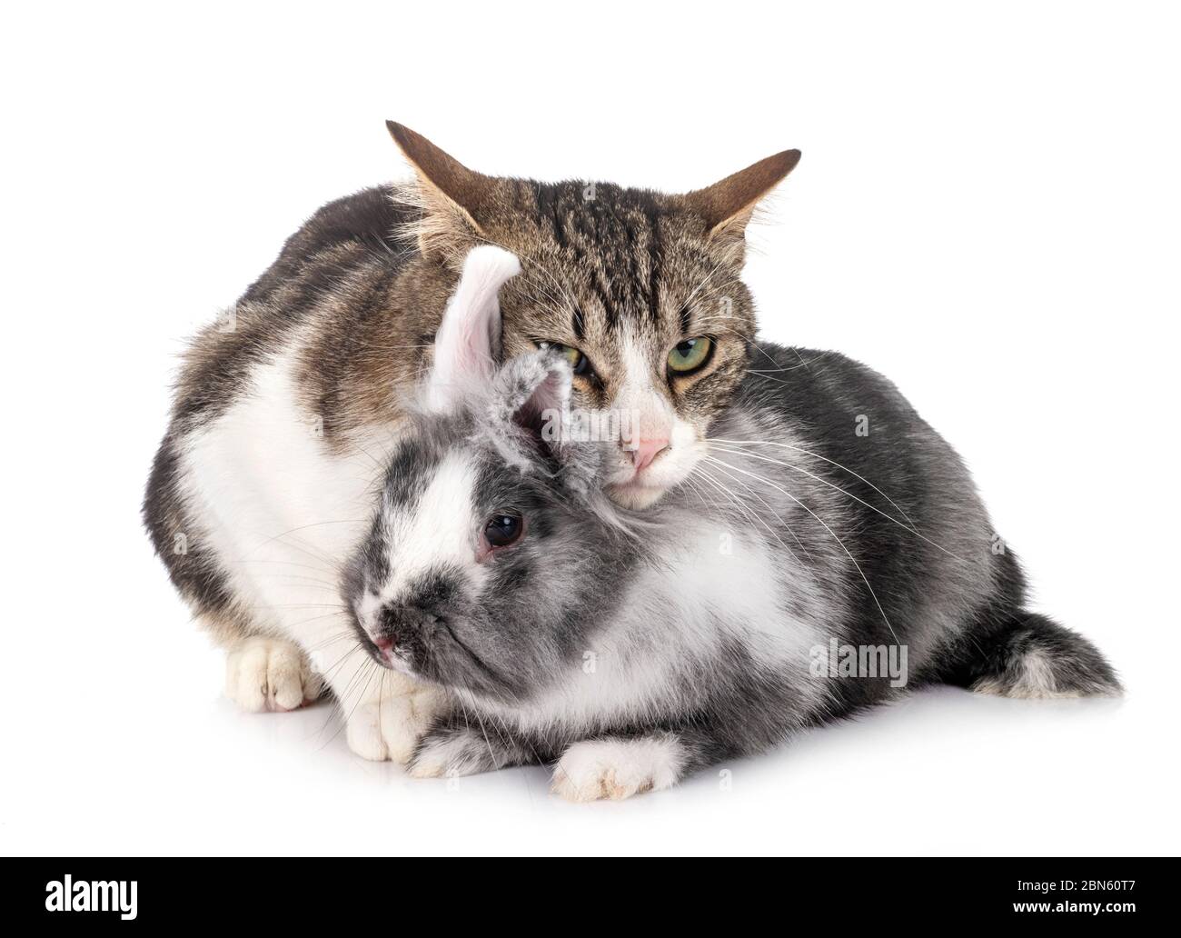 dwarf rabbit and cat in front of white background Stock Photo Alamy