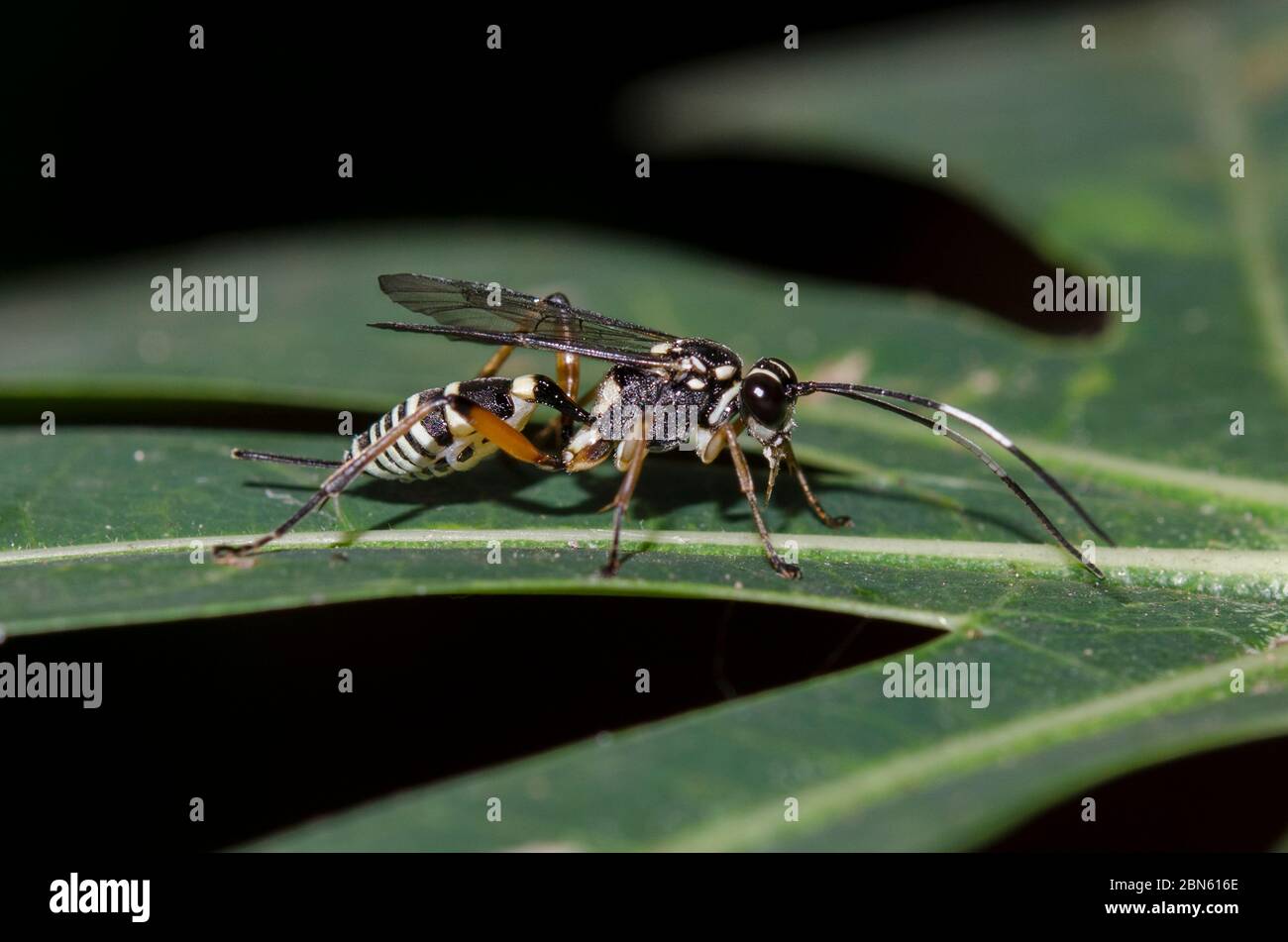 Darwin Wasp, Ichneumon promissorius, with ovipositor on leaf, Klungkung, Bali, Indonesia Stock Photo