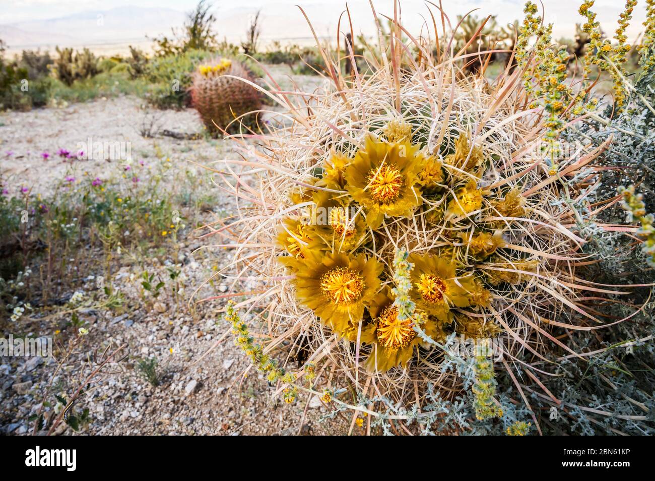 Closeup of a barrel cactus in bloom near Anza Borrego Desert State Park