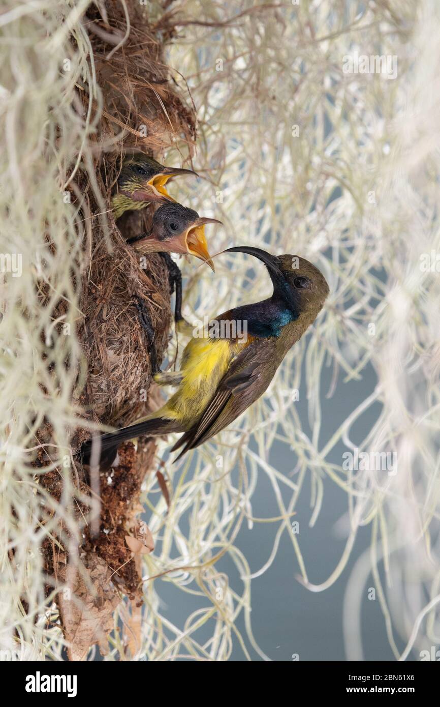 Bird feeds its offspring, parenting season Stock Photo