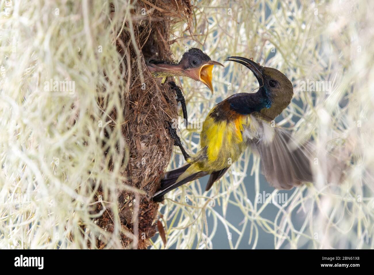 Bird feeds its offspring, parenting season Stock Photo