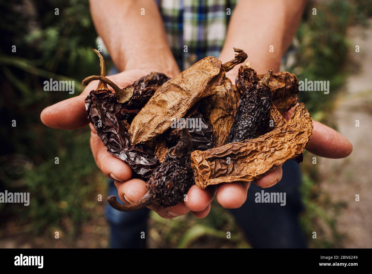 chile Chipotle, mexican dried chili pepper, Assortment of chili peppers